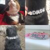 Bling Rhinestone Puppy Dog Collars Personalized Small Dogs Chihuahua